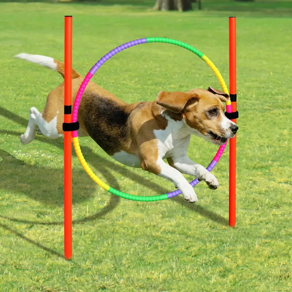 Interaktives Hundespielzeug – Aktives Spielen & Training