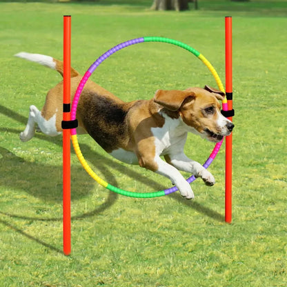 Interaktives Hundespielzeug – Aktives Spielen & Training